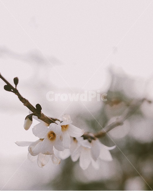 꽃,flower,자연,접사,식물,온실,정원,하얀꽃,봄,계절,spring,season,식물,자연,plants,nature,꽃,flower,감성,sensible,feeling,plant,blossom
