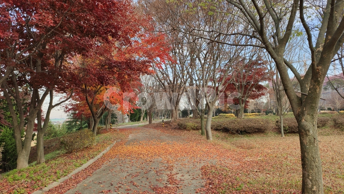 단풍길,가로수,경치,가을단풍,tree,나무,plant,식물,maple,단풍,가을,계절,fall,autumn,season,식물,자연,plants,nature,나무,trees,wood