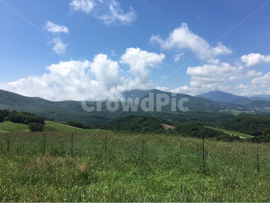 여름,하늘,목장,양,초원,자연,풍경,nature,landscape,outdoors,옥외,field,들,grassland,목초지
