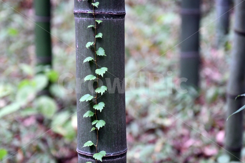 죽녹원,담양,담양죽녹원,사군자,담쟁이,기백,바탕화면,식물,자연,plants,nature,나무,trees,wood