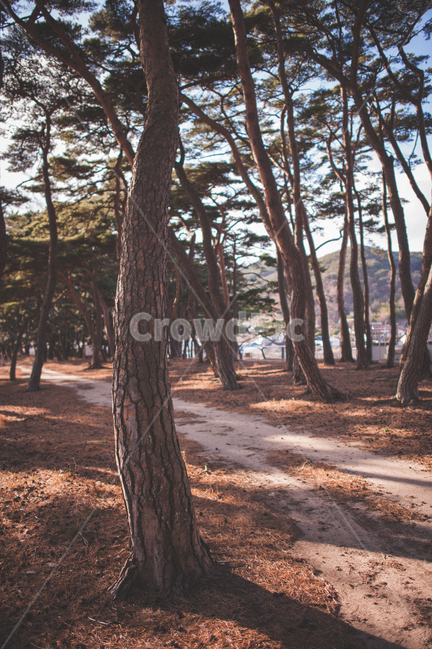 소나무,나무,숲,소나무숲,그림자,풍경,자연,식물,대한민국,인천,가을,pinetree,pineforest,autumn,wood,자연,풍경,nature,landscape,tree,plant,tree trunk,나무 줄기