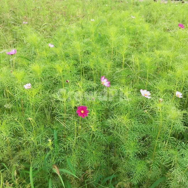 식물,코스모스,plant,꽃,푸른