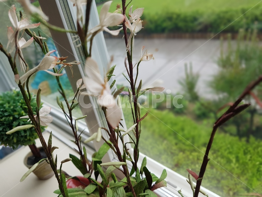 식물,plant,화분,나무,초록