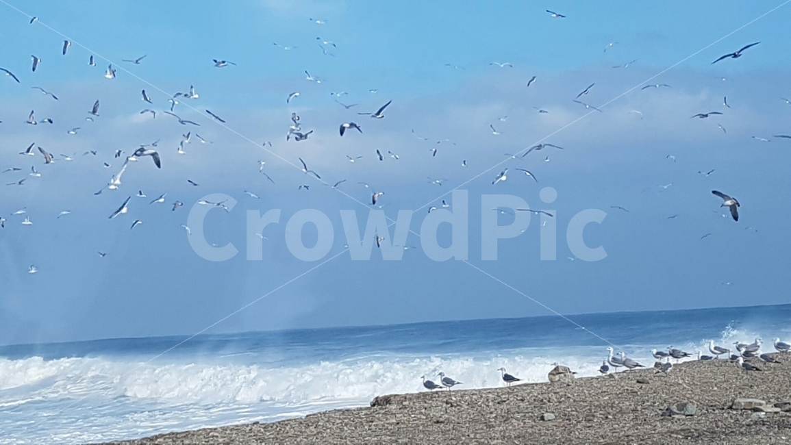바다,갈매기,구룡포,파도,하늘,자연,풍경,nature,landscape,해변,바다,beach,sea,동물,animal,조류,새,birds