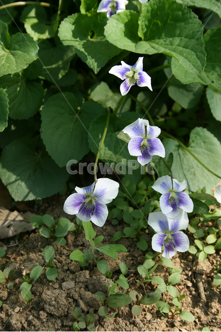 종지나물,미국제비꽃,제비꽃,봄,봄날,봄풍경,감성,spring,flower,공원,풍경,식물,새싹,잎,초록,꽃,보라,봄,계절,spring,season,식물,자연,plants,nature,꽃,flower,blossom,geranium,제라늄,plant