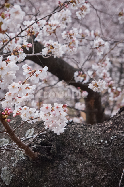 봄,벚꽃,감성,핑크,꽃,봄,계절,spring,season,식물,자연,plants,nature,꽃,flower,plant,blossom