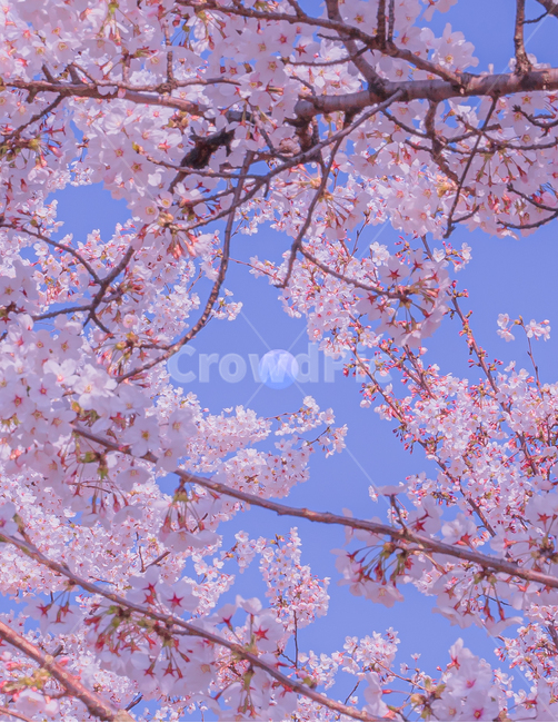 벚꽃,꽃구경,달,나무,하늘,봄,flower,꽃