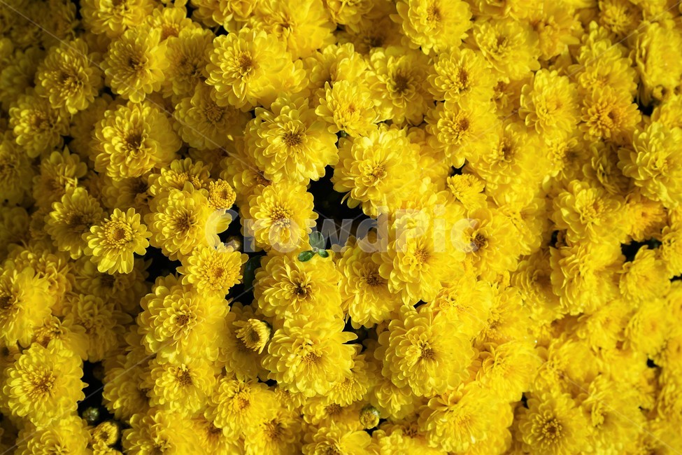 국화,꽃,가을,노랑,계절,season,fall,autumn,yellow,flower,floral,chrysanthemum,nobility,고귀함,향기,가을대표,가을꽃,식물,노랑꽃,꽃봉오리,국화꽃,plant