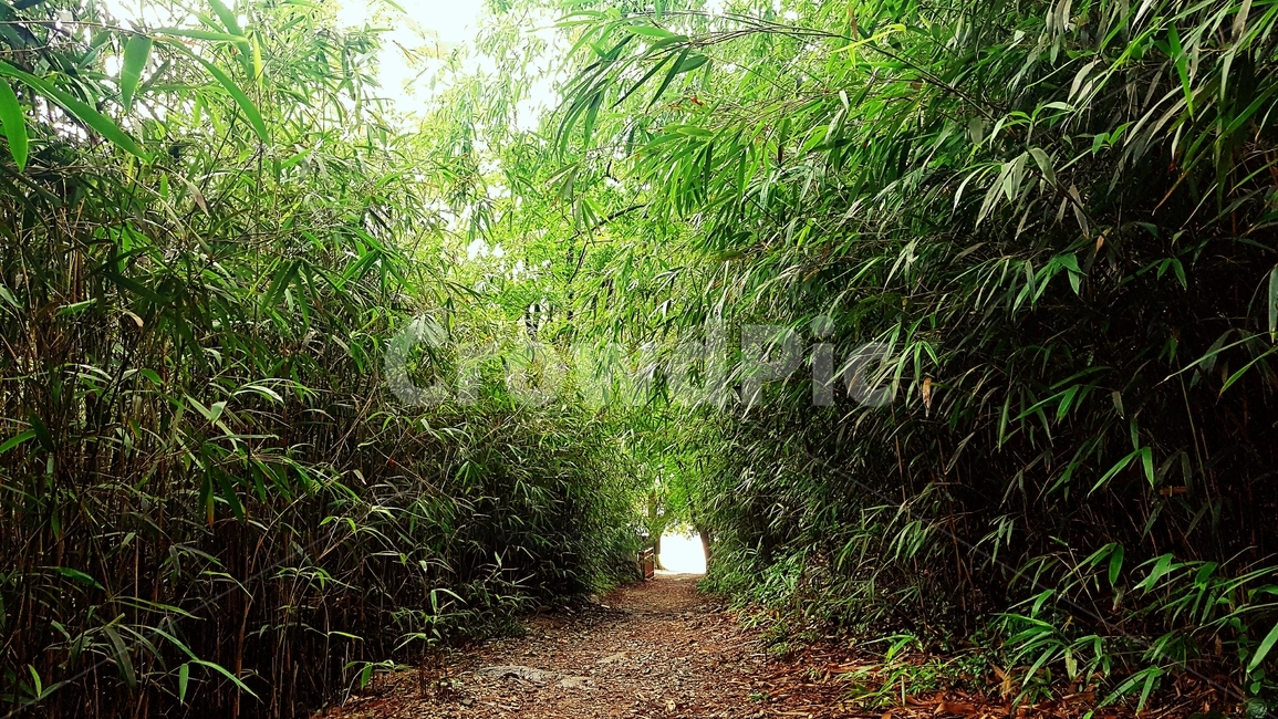 대나무,대나무숲,숲길,자연,흙길,road,녹색,갈색,자연,풍경,nature,landscape,gravel,자갈,도로,dirt road