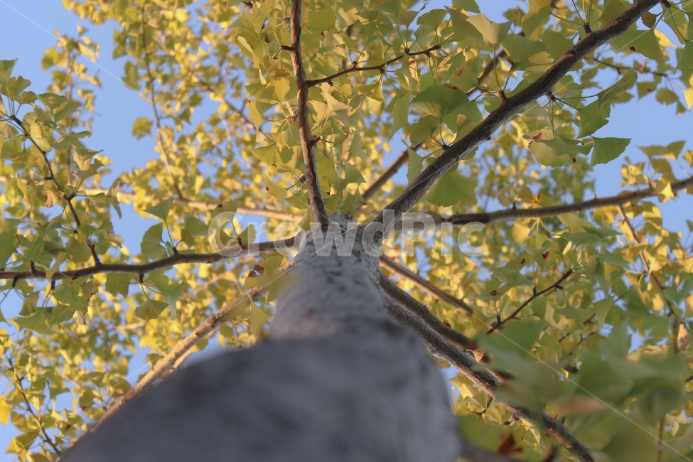 plant,식물,tree,나무,bird,새,animal,동물,yellow,노랑,노란색,green