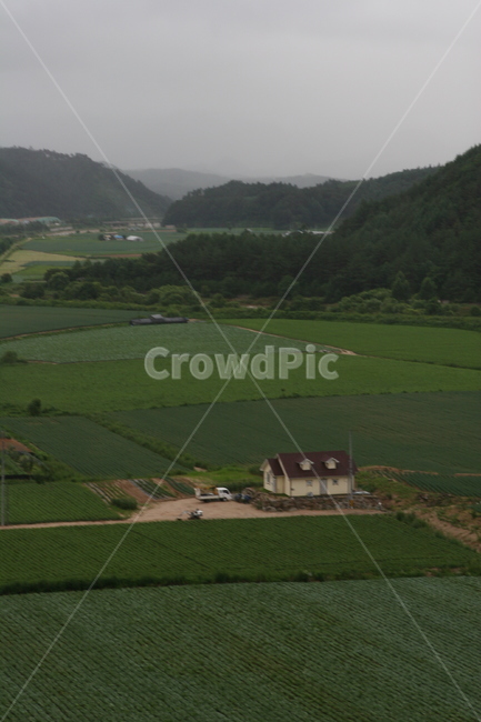 들판,안개,운무,논,시골,그린,녹색,nature,자연,outdoors,옥외,field,들,scenery,풍경,land