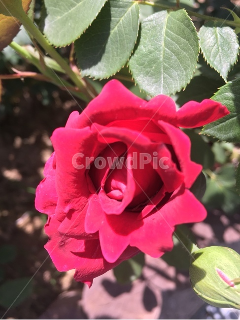 꽃,색깔,빨강,장미,rose,flower,식물,자연,plants,nature,꽃,flower