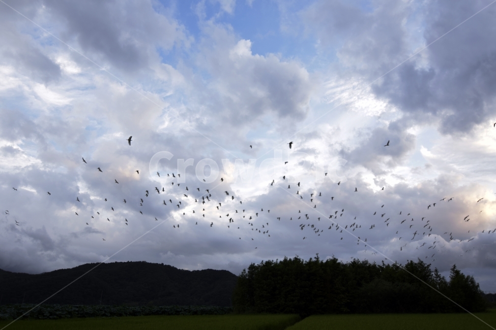 구름,하늘,철새,무리,이동,철새이동,산,겨울,내년,기다림,abirdofpassage,Migration,자연,풍경,nature,landscape,동물,animal,조류,새,birds,flock,대군,bird