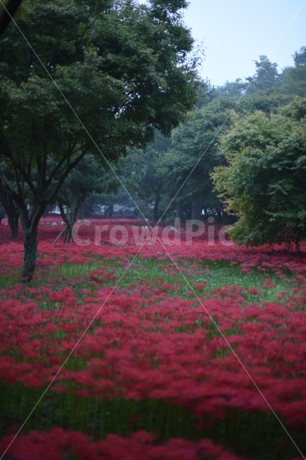 상사화,꽃무릇,가을,꽃,영광불갑사,출사,사진,풍경,자연,풍경,nature,landscape,plant,식물,field,들