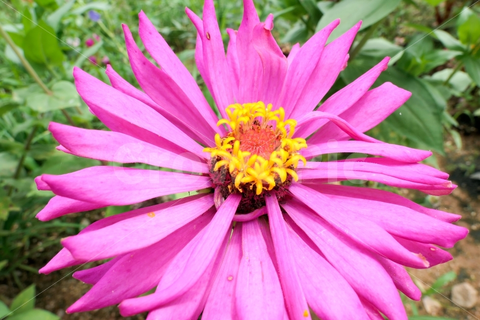 식물,꽃,만개,꽃사진,화사한사진,식물,자연,plants,nature,꽃,flower