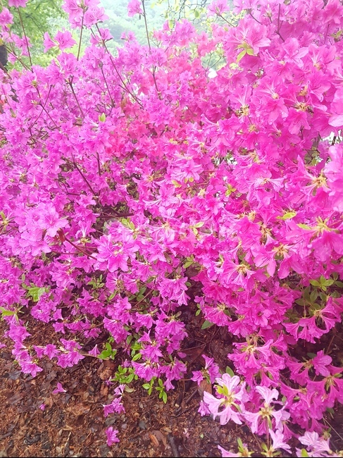 꽃,봄,스프링,spring,개화