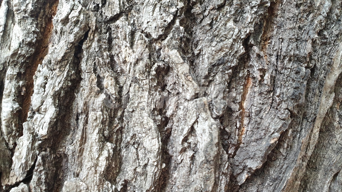 나무,tree,plant,식물,treetrunk,나무줄기,나무,trees,wood