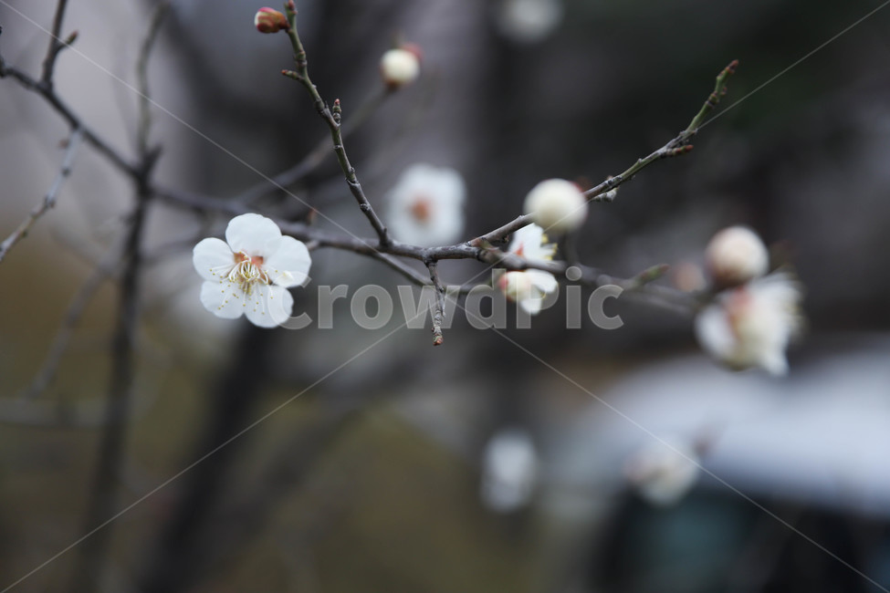 spring,spring flowers,plum tree,plum blossom,flower