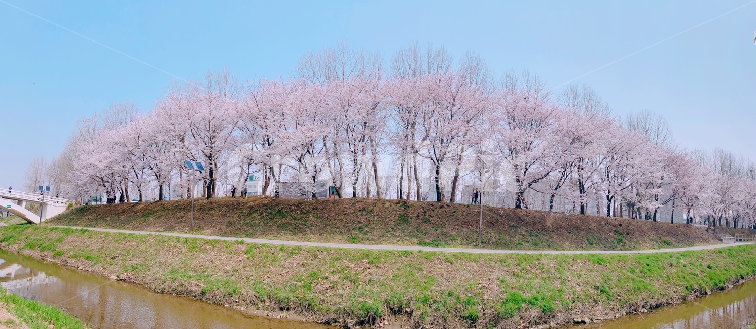 벚꽃놀이,벚꽃축제,벚꽃,벚나무,blossom,cherryblossom,봄
