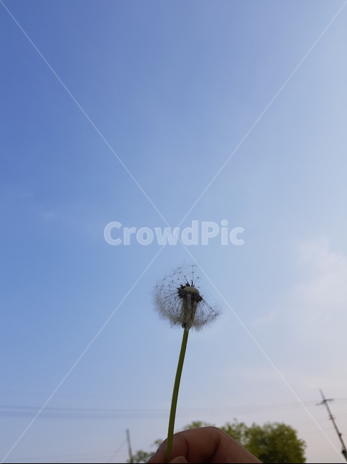 민들레,홀씨,날리기,흩어짐,푸른하늘
