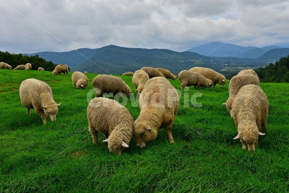 강원도,평창,대관령,양떼목장,field,들,outdoors,옥외,grassland,animal,동물,sheep,양,mammal,포유류,nature,자연,rural,농촌,farm,pasture,목장,ranch,농장,grazing,방목,meadow,목초지,경치,경관,풍경
