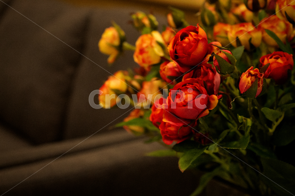 Tulip,yellow,flower sensibility,Emotional flower photo,flower,Emotional photo,interior,Red,spring,flower photo,rose,Emotion