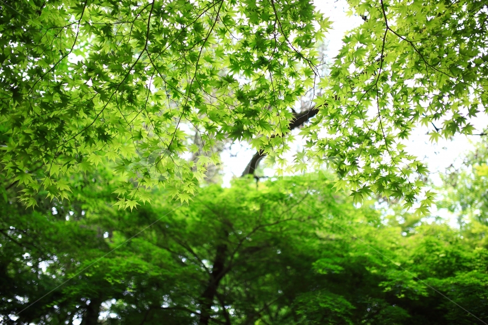 풍경,자연,나뭇잎,나무,spring,식물,자연,plants,nature,나무,trees,wood
