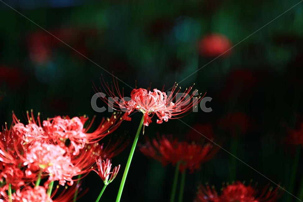 상사화,꽃무릇,꽃,붉은꽃,불갑사,flower,식물,자연,plants,nature,꽃,flower