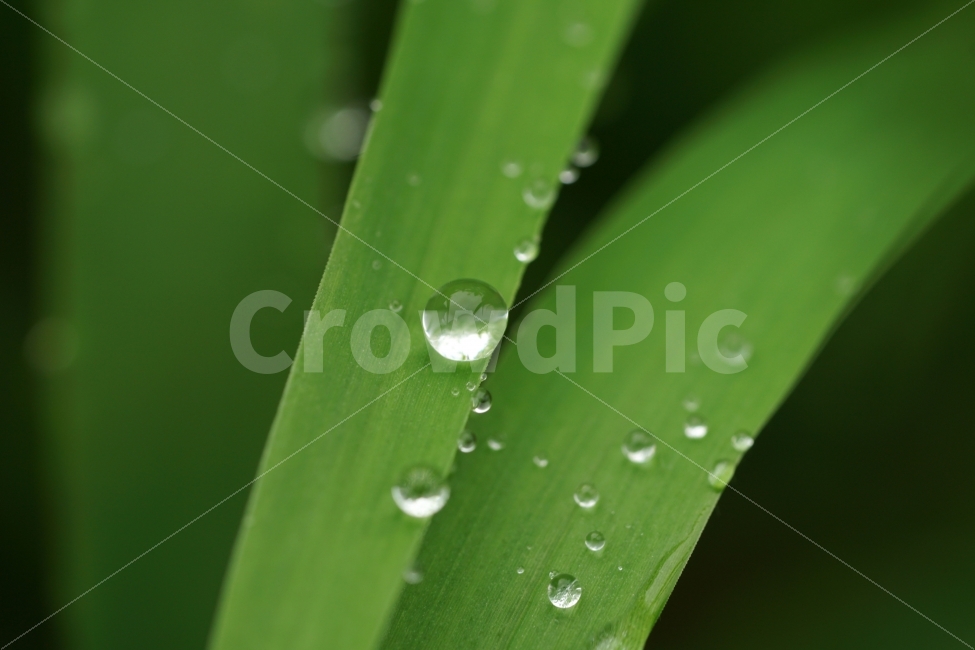 물방울,빗방울,이슬,식물,이파리,자연,비,비온후,아침,흐림,nature,waterdrop,raindrop,빗물,풀,풀잎,접사,macro,감성,감성사진,힐링,힐링사진,느낌,분위기,신비,신비한,신비로운,유리,구슬,투명한,투명,유리구슬,싱그러운,싱그럽다,싱싱한,싱싱하다,물기,수분,축축한,축축하다,축축,젖은,젖다,한국자연,한국의자연,snap,snapshot,스냅,스냅사진,스넵,스넵사진,풍경,landscape,시골,country,비,비오는날,rain,rainy,식물,자연,plants,nature