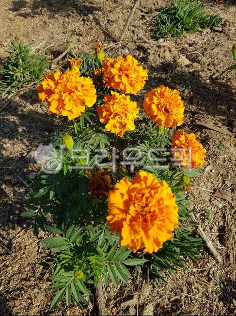 Cheonsu Guk,orange flower,African Marigold,marigold,plant,yellow flower,wild flowers,Tageteserecta