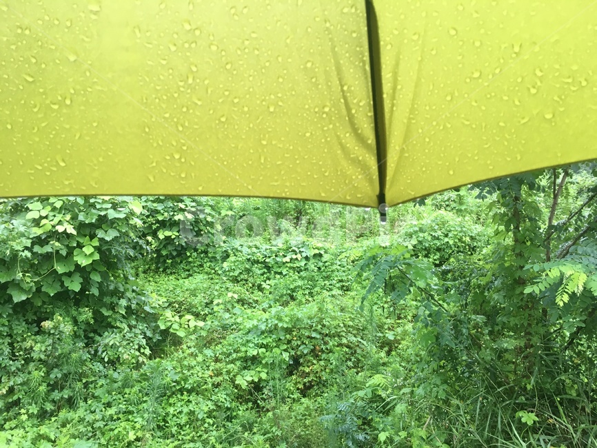 우산,연두색,자연,식물,빗방울,비오는날,비,덤불,숲,bush,rain,rainy,umbrella,yellowgreen,nature,plant,아웃포커싱