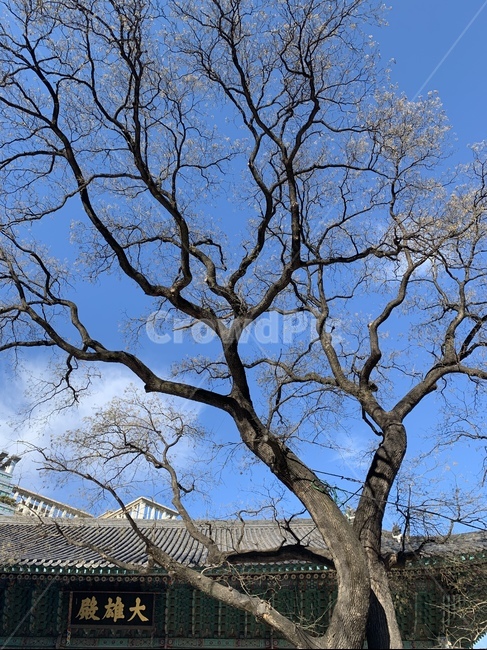 나무,꽃,회화나무,절,전통,한옥,하늘,봄,tree,wood,flower,spring,식물,자연,plants,nature,나무,trees,wood