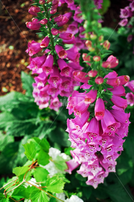 디기탈리스,현삼과,꽃,화초,flower,식물,관상용,심장풀,digitalispurpurea,식물,자연,plants,nature,꽃,flower