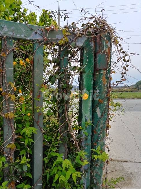 철문,옛날학교,초록문,꽃문,시골