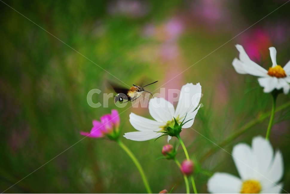 벌새,가을,코스모스,들녘,하얀코스모스,식물,자연,plants,nature,꽃,flower,동물,animal,조류,새,birds