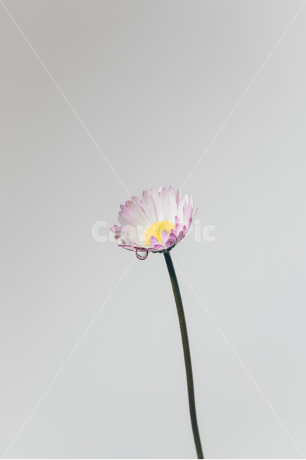 꽃,flower,plants,물방울,핑크색,식물,자연,plants,nature,꽃,flower
