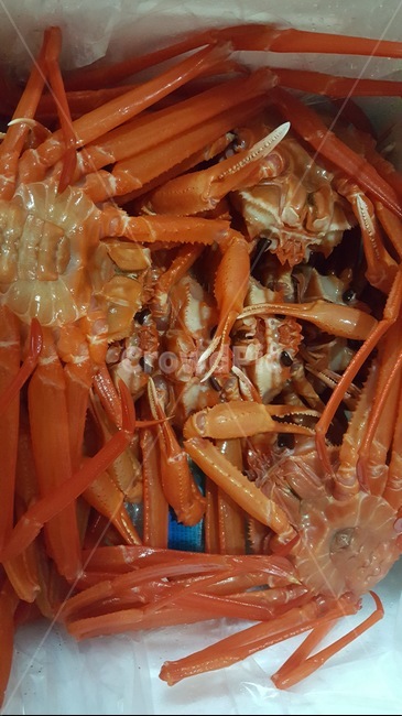 대게,아이스박스,택배,생물,요리재료,갑각류