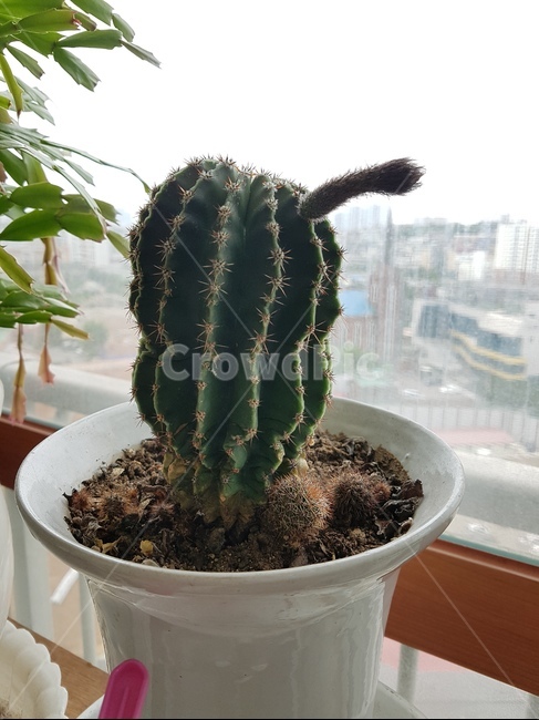 식물,선인장,꽃,선인장과,단모환,flower,하얀단모환봉우리,단모환꽃봉우리