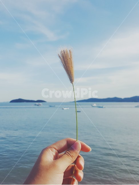 sea,flower,바다,손,꽃
