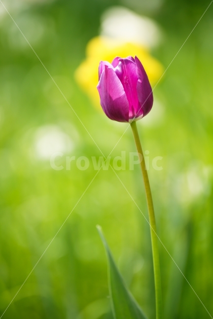 식물,꽃,튤립,보라,대비,색감,Tulip,노랑,녹색,식물,자연,plants,nature,봄,계절,spring,season,꽃,flower,plant