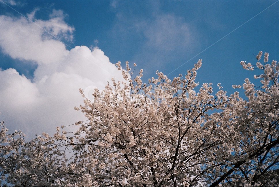 벚꽃,꽃,하늘,구름,봄,spring,flower