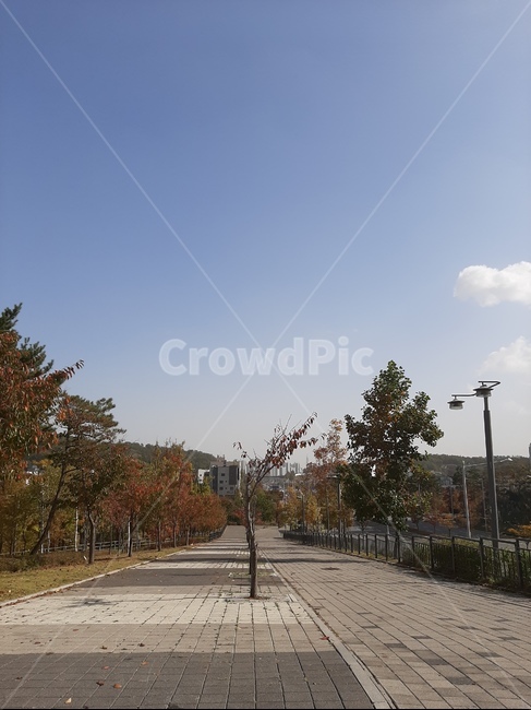 plant,식물,tree,나무,산책로,가을