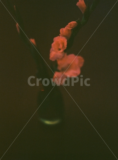 꽃,꽃병,새벽,어두운,테이블,빛,아련한,감성사진,조용한,침묵,향기로운,자연,서재,필름사진,flower,pot,dawn,dark,light,table,sensitive,fim,beautiful,식물,자연,plants,nature,꽃,flower,감성,sensible,feeling,연출,컨셉,콘셉,direction,concept