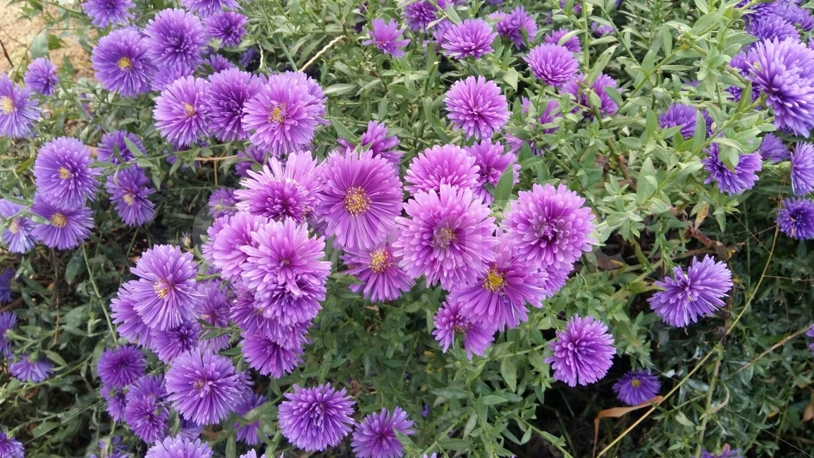 보라색꽃,들꽃,야생화,가을꽃,꽃,가을,들국화,국화,식물,자연,plants,nature,꽃,flower