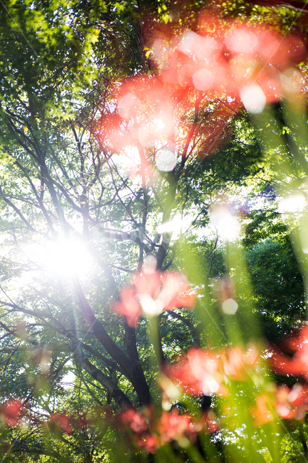 불갑사,꽃무릇,상사화,붉은꽃,꽃,식물,자연,plants,nature,꽃,flower,휴식,힐링,rest,relaxation,healing
