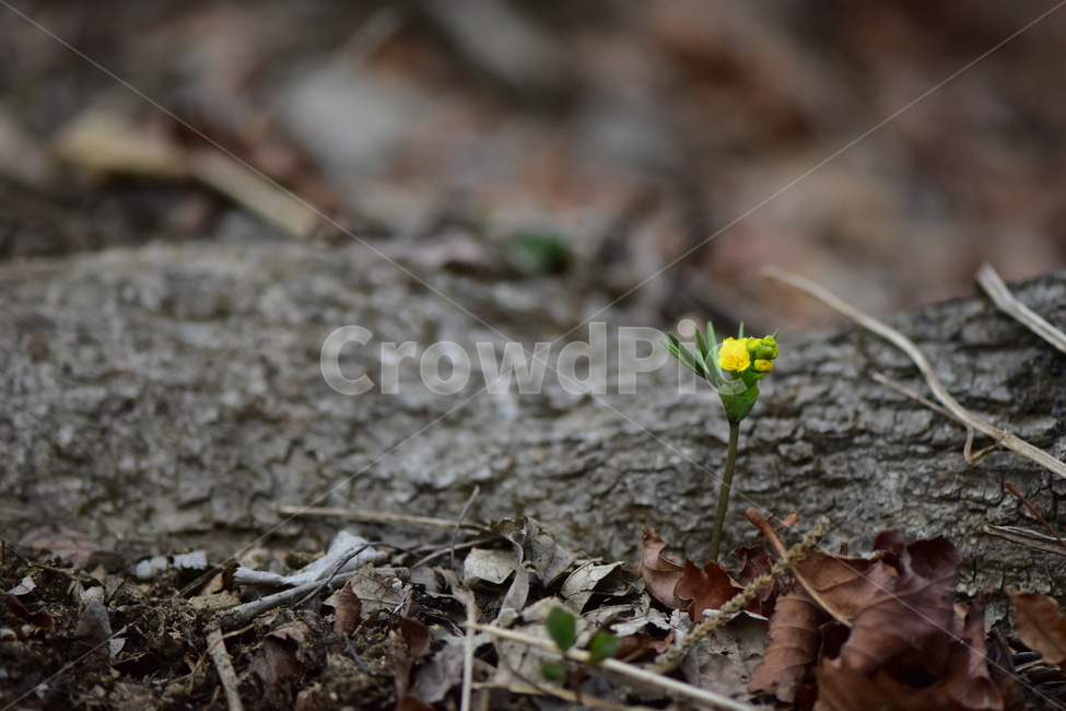한계령풀,야생화,봄,꽃,풀꽃,자연,식물,식생,plants,nature,spring,season,flower