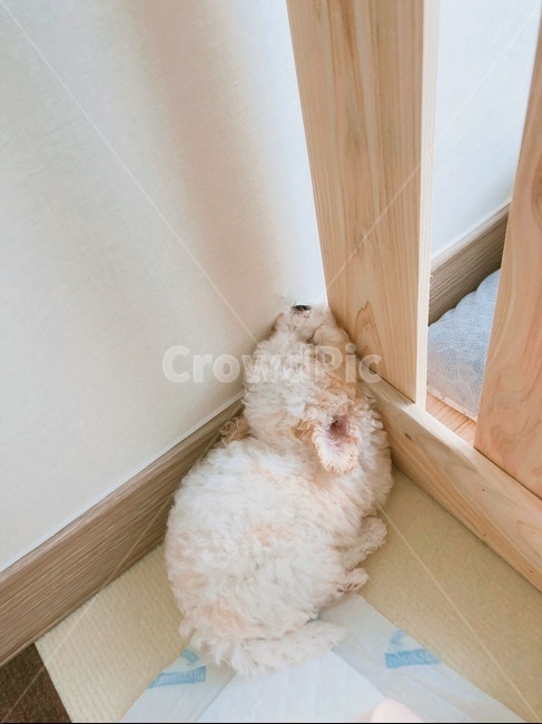 강아지,애기강아지,새끼강아지,2개월강아지,귀여운