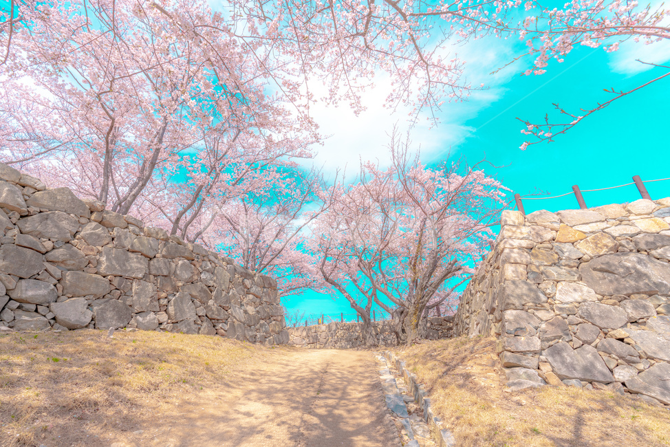 cherryblossom,cherry,background,season,pink,natural,nature,blossom,plant,beautiful,flower,spring,tree,bloom,fullbloom,벚꽃,버찌,벚나무,배경,벚꽃시즌,분홍,핑크,자연,식물,아름다움,꽃,봄,나무,만개,unrealistic,animation,distinctive,mood,비현실적인,애니메이션,독특한,분위기,sky,skybackground,하늘,하늘배경,pastelcolor,fairytale,파스텔톤,동화,봄,계절,spring,season
