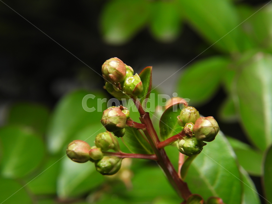 식물,자연,나무가지,꽃봉오리,녹색,식물,자연,plants,nature,꽃,flower