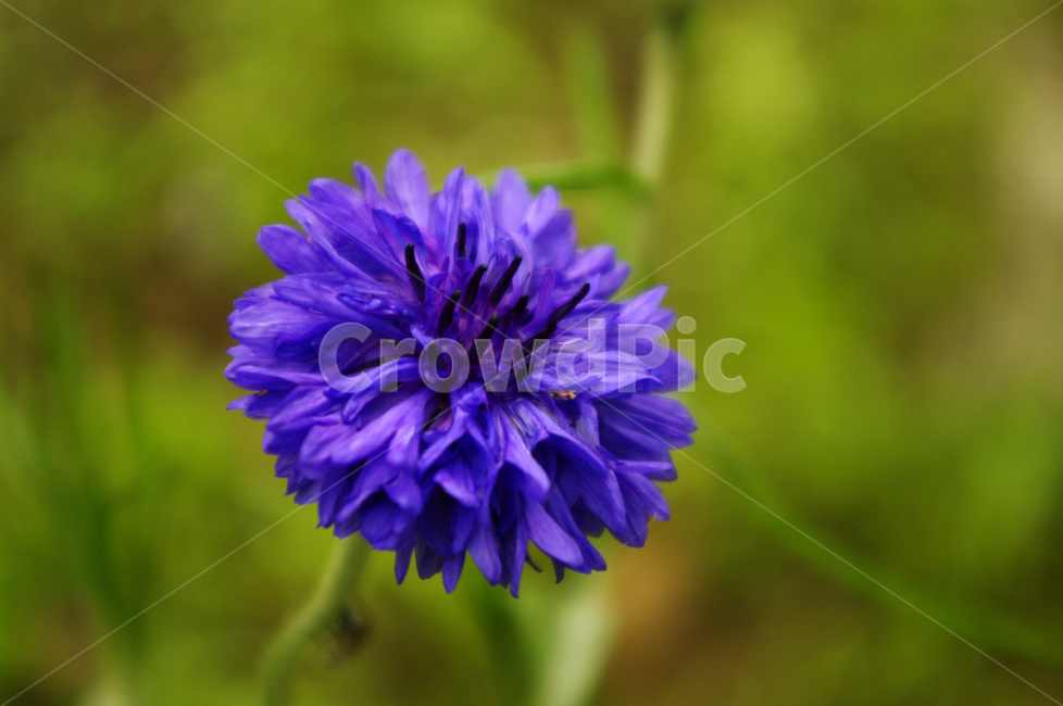 꽃,식물,flower,color,plant,식물,자연,plants,nature,꽃,flower